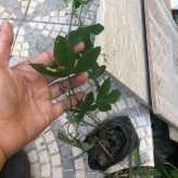 نهال پشن فروت خاص