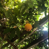 نهال پشن فروت گلدانی