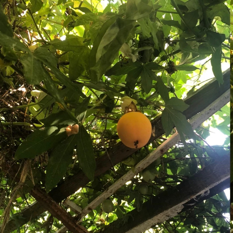 نهال پشن فروت گلدانی