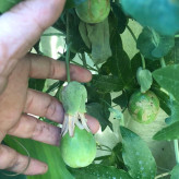 نهال پشن فروت آذرنهال سبز