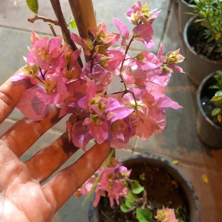 خرید گل زیبا و صورتی