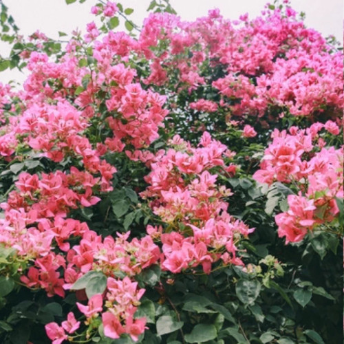 خرید گل ماغذی سایز بزرگ