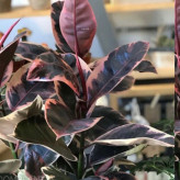 خرید Ruby Ficus Seedling