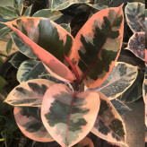 گل بزرگ و کم یاب فیکوس