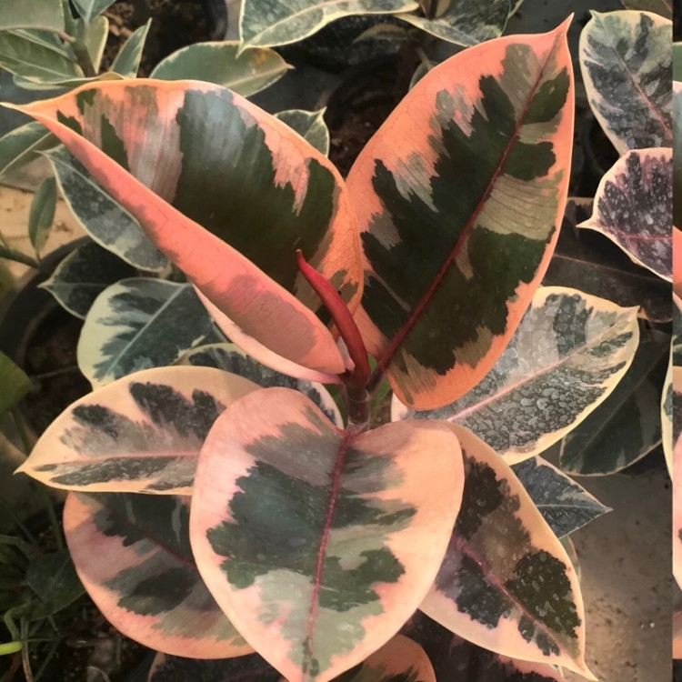 گل بزرگ و کم یاب فیکوس