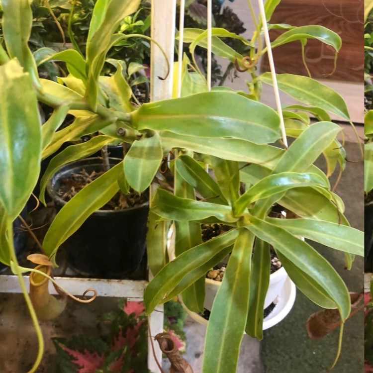 خرید نهال کم یاب