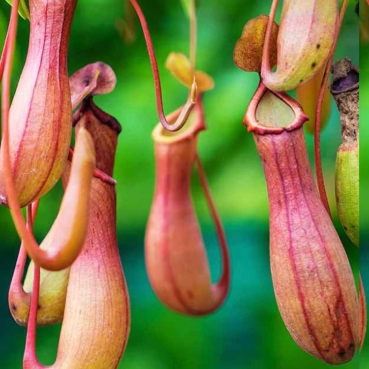 خرید نهال گوشت خوار