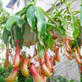 Carnivorous potted plant