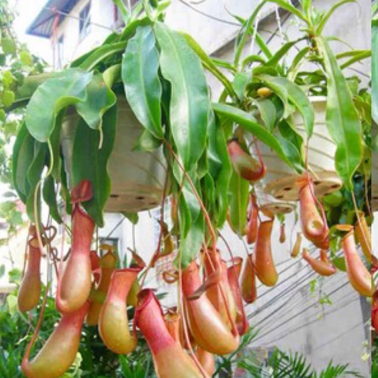 Carnivorous potted plant