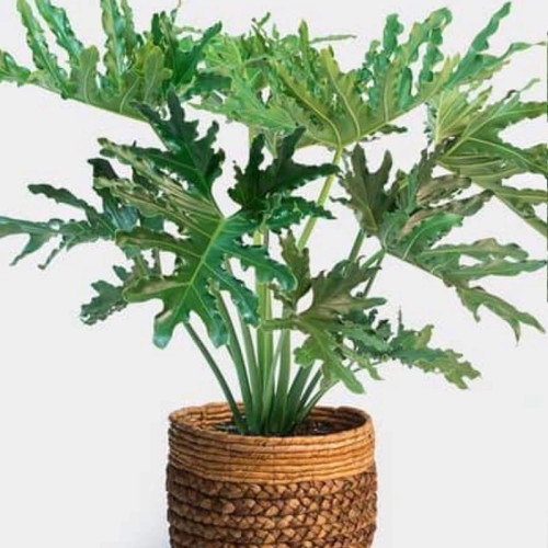 خرید نهال بزرگ و زیبا