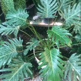 Fig leaf seedlings