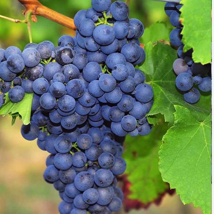 نهال انگور مرلوت سایز بزرگ