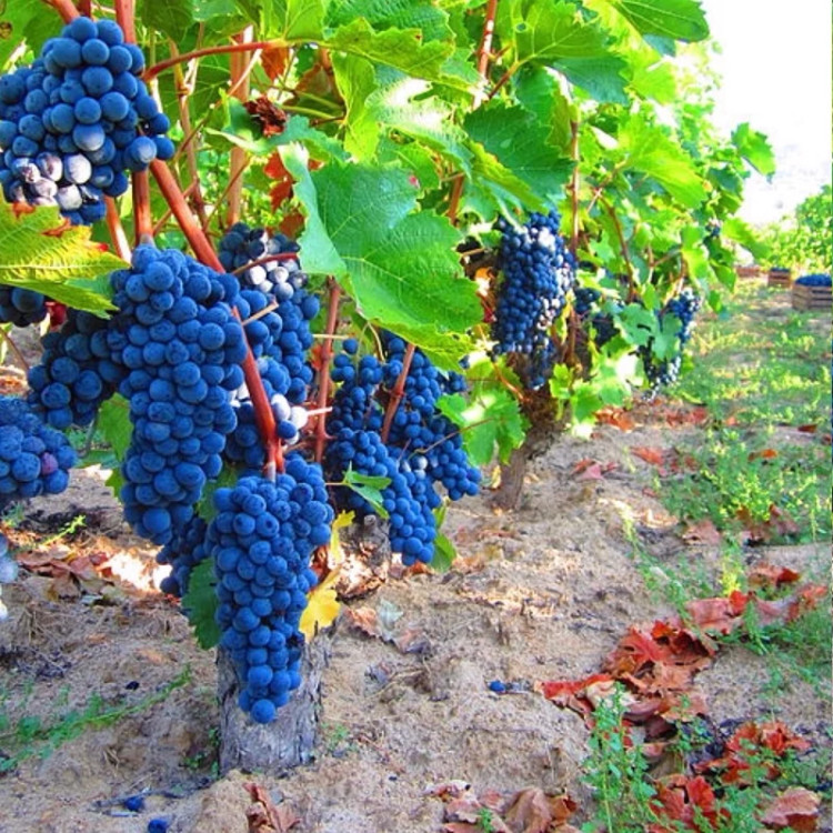 Merlot grape seedlings