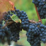 خرید نهال گلدانی