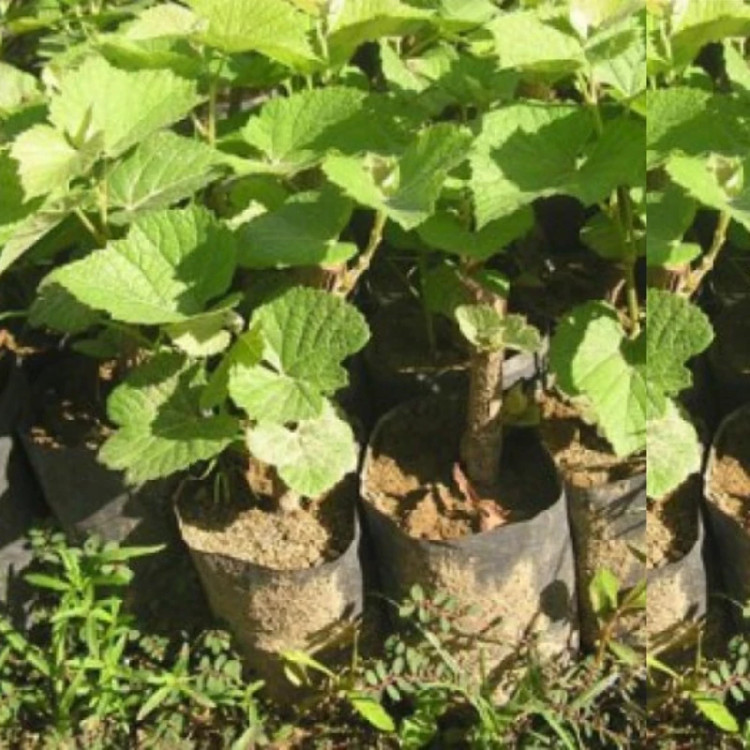 خرید نهال کم یاب