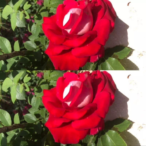 خرید نهال رز پشت نقره شاداب