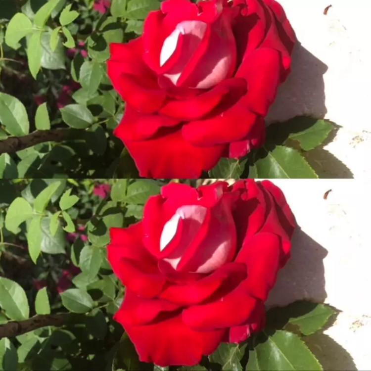 خرید نهال رز پشت نقره شاداب