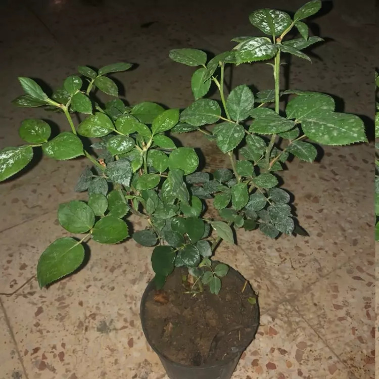 Silver-backed rose sapling