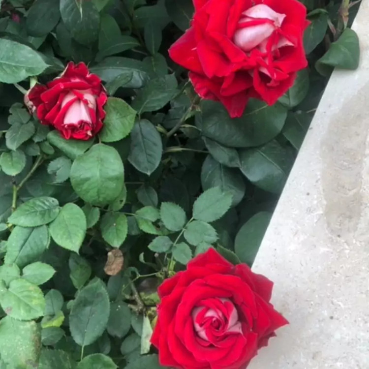 سایز بزرگ و شاداب