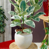 Ficus ablactus seedlings