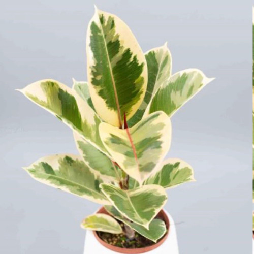 خرید نهال فیکوس ابلق