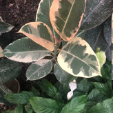 گل بزرگ و زیبا