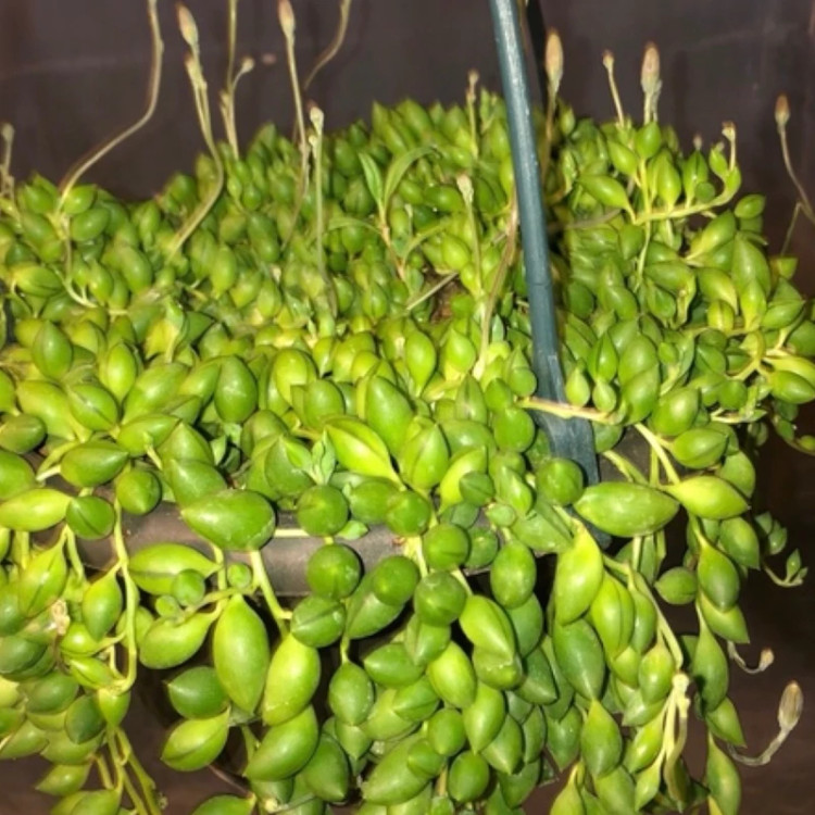 بوته گل غوره ای بزرگ و زیبا