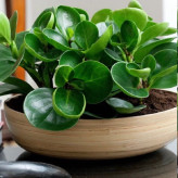 نهال گل قاشقی شاداب براق