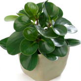 نهال گل قاشقی زیبا و بزرگ