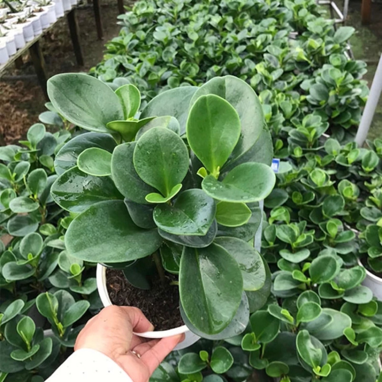 پر برگ و زیبا