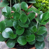 Spoonflower seedlings