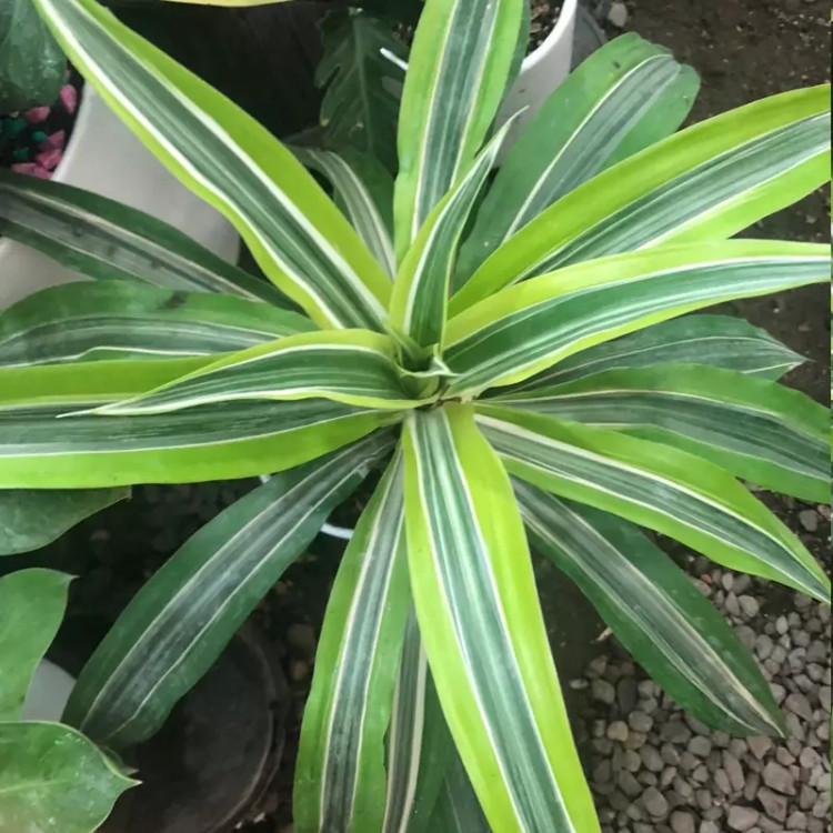 خرید گل Dracaena flower seedlings