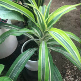 نهال گل دراسینا بزرگ گلدانی