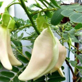 نهال آقاقیا مناسب برای خیابان