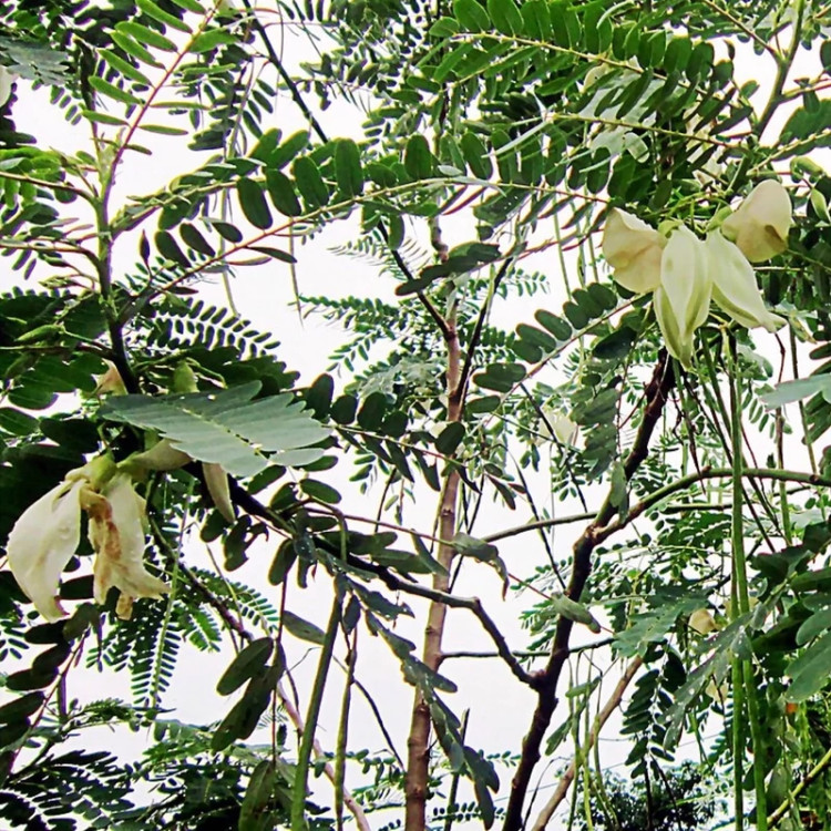 نهال برای سایه اندازی