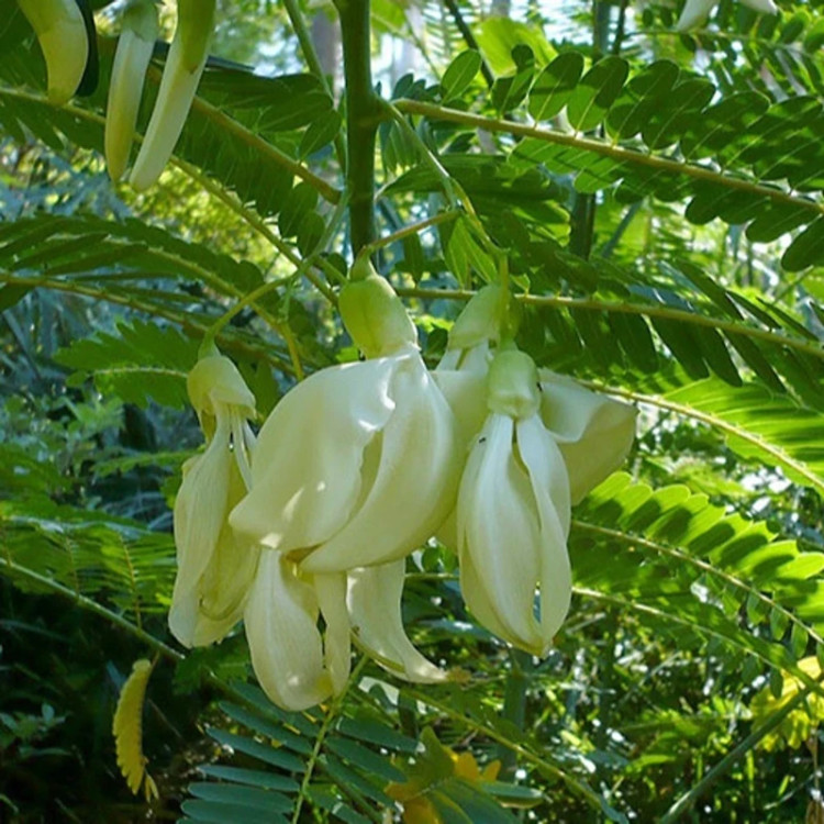 خرید نهال بزرگ و زیبا