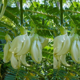 Agaghia sapling