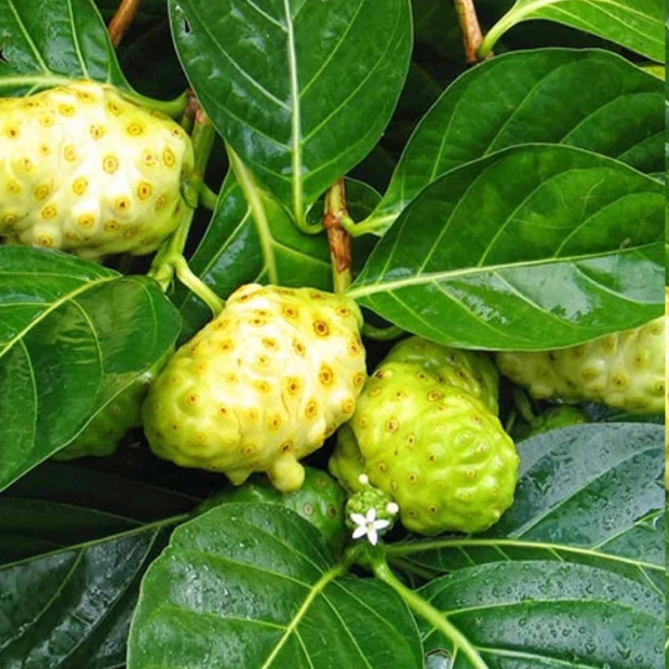 نهال توت نونی