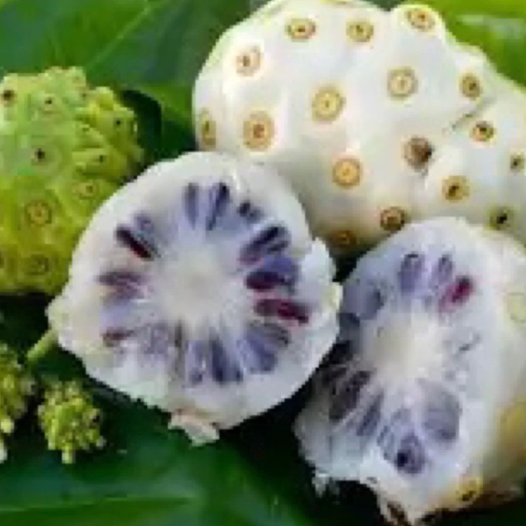 توت سفید خوش طعم