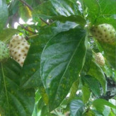 نهال بزرگ و پر محصول