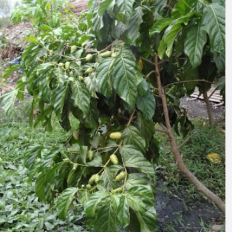 خرید نهال بزرگ