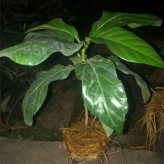 Super peach seedlings