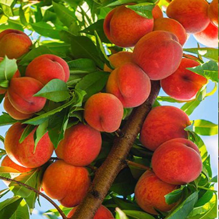 خرید نهال بزرگ