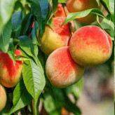 خرید نهال اذرنهال سبز