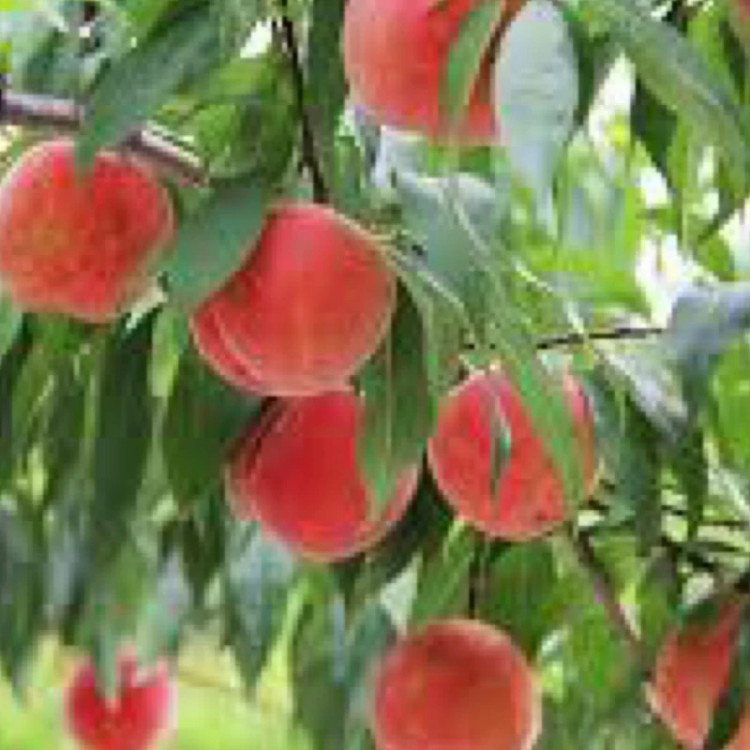 Super peach seedlings