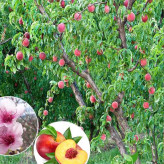 پایه کوتاه سایز بزرگ