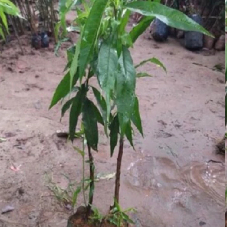 شاداب و پر شاخه