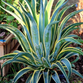 خرید گل زیبا و شاداب