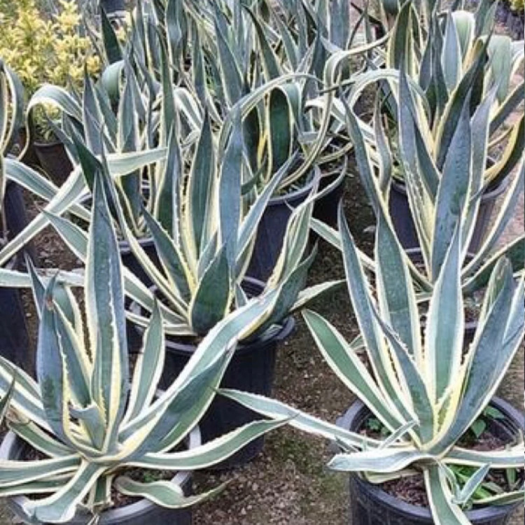 گل بزرگ و دو رنگ