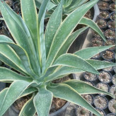 گل نهال آگاو